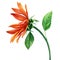 Red Sunflower, flower on an isolated white background, watercolor illustration, autumn flora