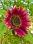 Red Sunflower, Helianthus annus