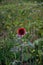 A red sunflower stands alone in a green meadow like field