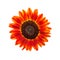 Red sunflower on white background