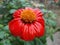 Red sunflowers 