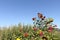 The red sunflowers growing on a flower glade