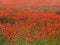 Red sunny poppy field with a rye meadow