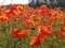 Red sunny poppy field with a rye meadow