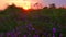 Red sunset on the background of clouds over the blooming steppe, Ukraine