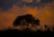 Red sunset on the background of the silhouette of a tree and dry grass. Red Sky. Global warming, climate change, extreme heat