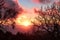 Red Sunset Framed By Tree Branches