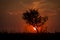 Red sunset of the hot sun on the background of the silhouette of a tree and dry grass. Red Sky. Global warming, climate change,