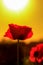 Red Sunset Poppy Flower
