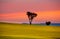 Red sunset sky over canola fields in Cowra NSW Australia