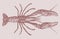 Red swamp crawfish or crayfish procambarus clarkii in top view