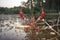 Red swamp crawfish near Guadiana riverside, Badajoz, Spain