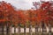 Red swamp cypresses, autumn landscape with lake