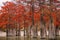 Red swamp cypresses, autumn landscape with lake