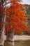 Red swamp cypresses, autumn landscape with lake