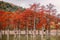 Red swamp cypresses, autumn landscape with lake