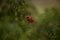 Red swamp hibiscus hibiscus coccineus grows in the Corkscrew Swamp