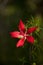 Red swamp hibiscus hibiscus coccineus grows in the Corkscrew Swamp