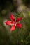 Red swamp hibiscus hibiscus coccineus grows in the Corkscrew Swamp