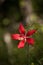 Red swamp hibiscus hibiscus coccineus grows in the Corkscrew Swamp