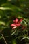 Red swamp hibiscus hibiscus coccineus grows in the Corkscrew Swamp
