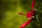 Red swamp hibiscus hibiscus coccineus grows in the Corkscrew Swamp