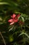 Red swamp hibiscus hibiscus coccineus grows in the Corkscrew Swamp