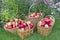 Red sweet apples in baskets