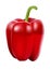 Red sweet bell pepper. Vector illustration