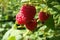 Red sweet berries in the summer garden