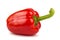 Red sweet bulgarian pepper