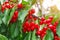 Red and sweet cherries on a branch just before harvest