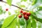 Red and sweet cherries on a branch just before harvest in early summer