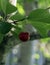 Red and sweet cherries on a branch just before harvest in early summer