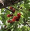 Red and sweet cherries on a branch just before harvest in early summer