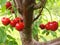 Red Sweet Cherries Ripe for Picking in Pennsylvania