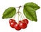 Red sweet cherry with leaves