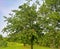 Red and sweet cherry trees in orchard - branch in early summer. Ripening cherries on orchard tree