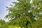 Red and sweet cherry trees in orchard - branch in early summer. Ripening cherries on orchard tree