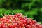 red sweet currant berry over nature background, summer harvest