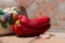 Red sweet giant pepper with cloves of garlic on a background of terracotta tiles