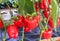 Red sweet pepper or capsicum annuum group hanging on vine of tree in organic vegetables farm background