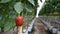 Red sweet pepper plantations growing in an industrial greenhouse.