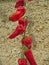 Red sweet peppers on a rope for drying. Traditional small village food preparation.