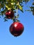 Red sweet Pomegranate in late December