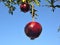 Red sweet Pomegranate in late December