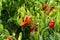 Red sweet turkish paprika vegetable growing on fields