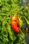 Red sweet turkish paprika vegetable growing on fields