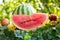Red sweet watermelon