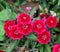 Red sweet william flower with green leaves and natural background. Red dianthus floral garden with dead flower buds. Bloody red